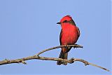 Vermilion Flycatcher